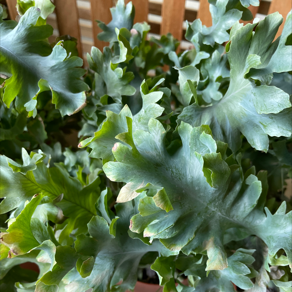 Phlebodium 'Davana' plant with wavy, lobed leaves and slight browning at the edges.