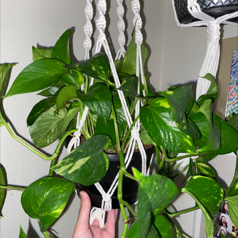 Taro Vine plant photo by @rubybetty12 named precious on Greg, the plant care app.