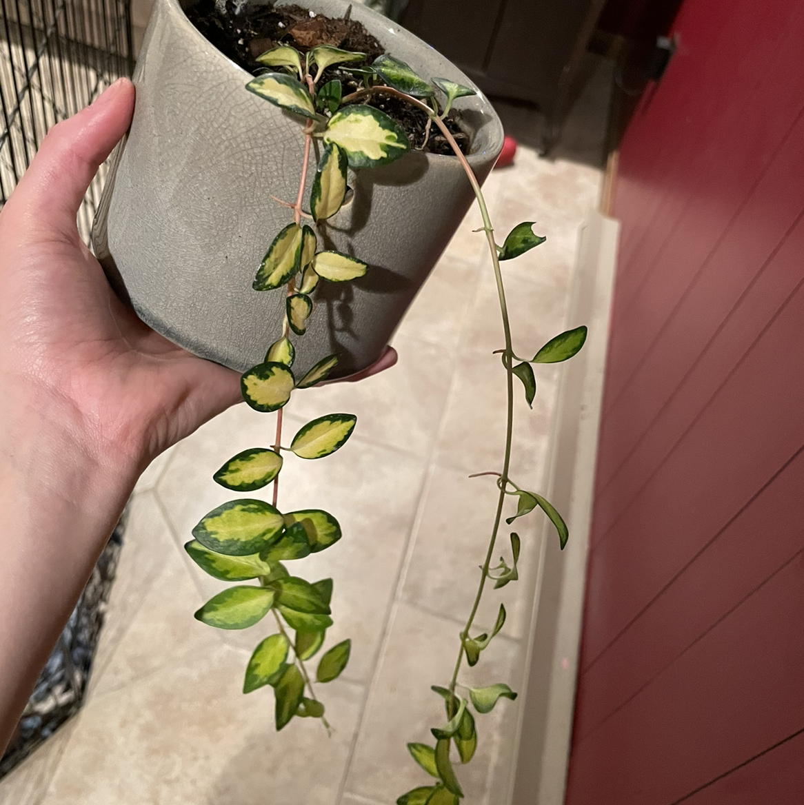 Photo of the plant species Vinca Vine Variegated by @Becca_42 named Leonardo on Greg, the plant care app