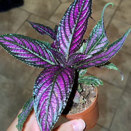 Photo of the plant species Persian Shield by @Becca_42 named Doja Cat on Greg, the plant care app
