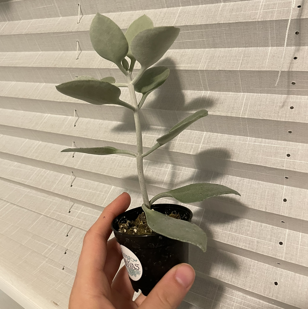 A healthy Copper Spoons plant in a small pot, held by a hand, with a window blind background.