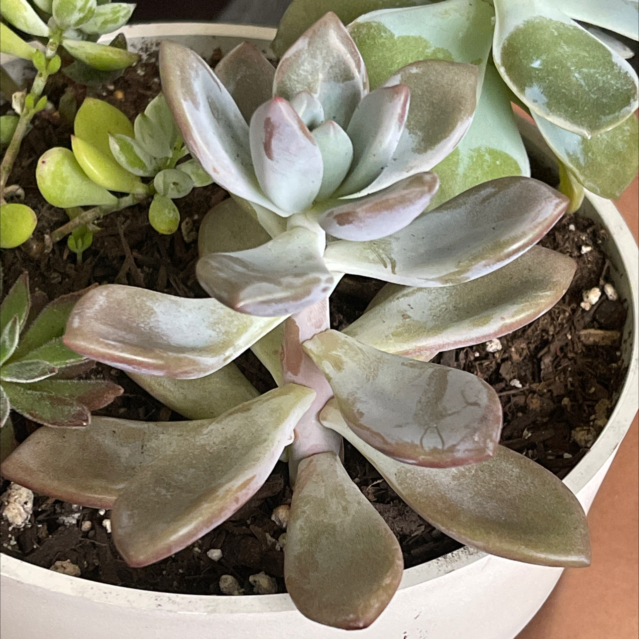Graptoveria 'Opalina' succulent with some browning leaves in a pot with soil.