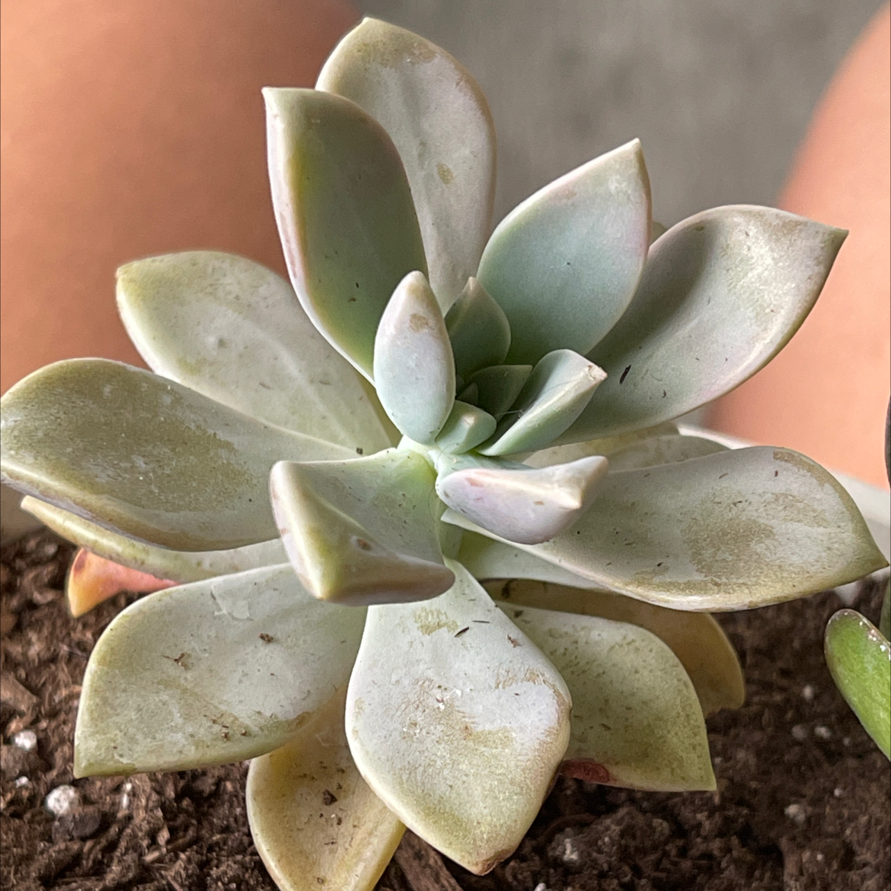 Photo of the plant species Ghost Plant by @birdielover13 named Twirly on Greg, the plant care app