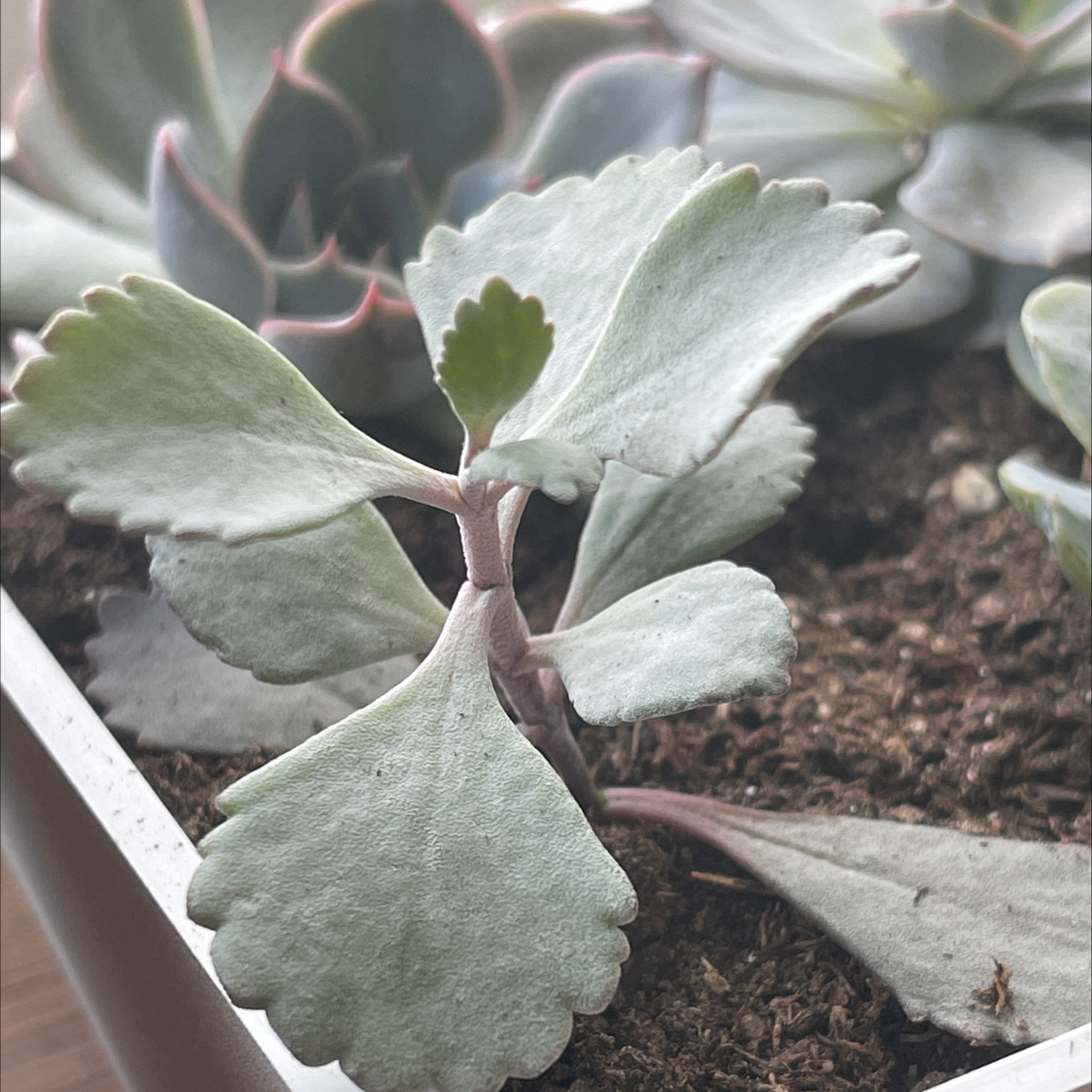 Photo of the plant species Flower Dust Plant by @birdielover13 named Mei on Greg, the plant care app