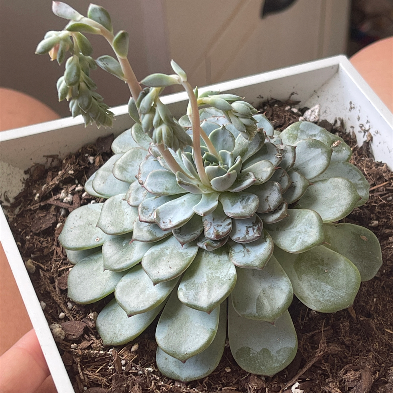Miniature Echeveria plant in a white pot with visible soil and flowering buds.