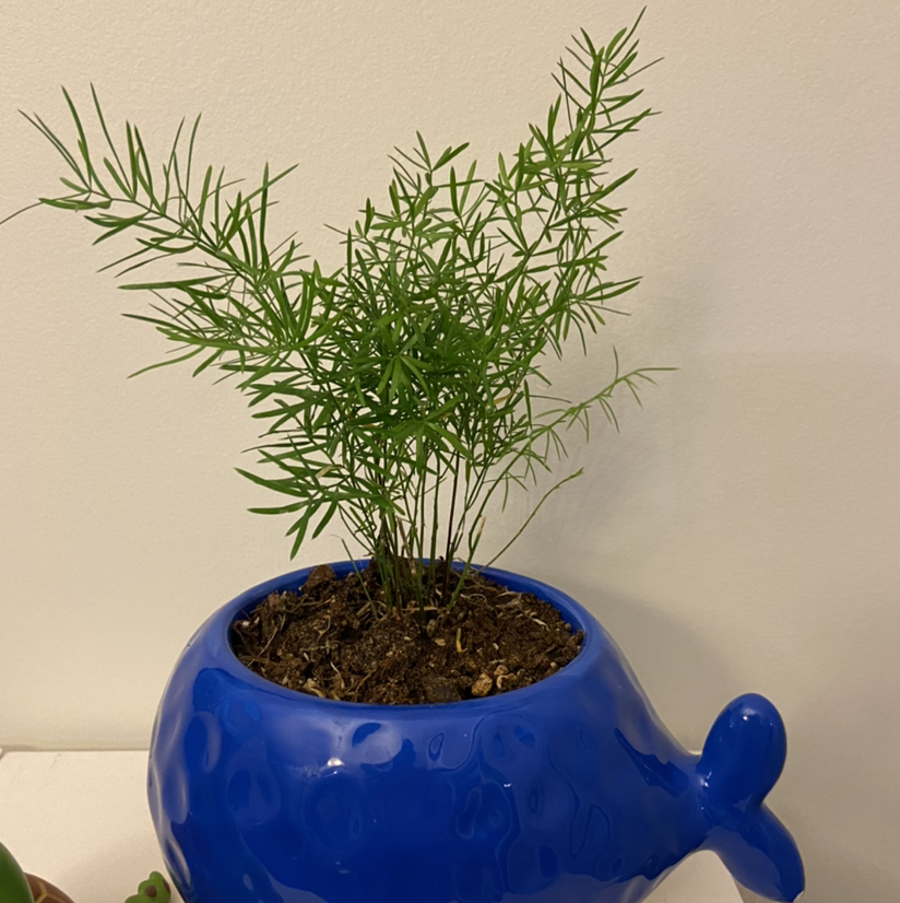 Sprenger's Asparagus plant in a blue whale-shaped pot with visible soil.