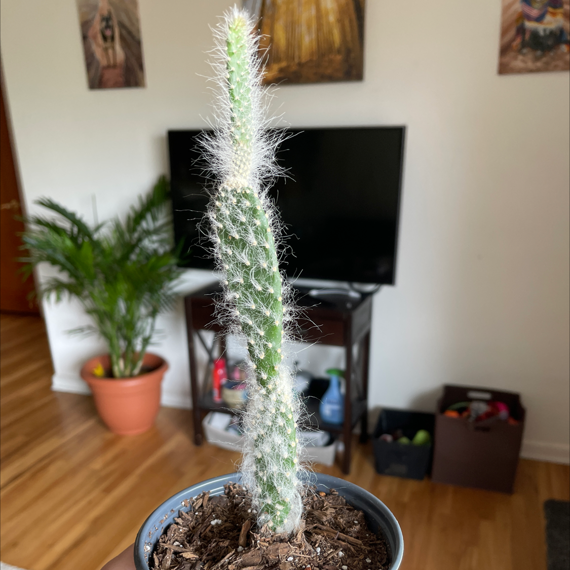 Peruvian Old Man Cactus in a pot with visible soil, well-framed and in focus.