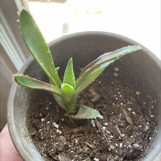 Aloe Vera plant in Colorado Springs, Colorado