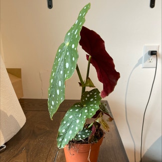 Polka Dot Begonia plant in Colorado Springs, Colorado