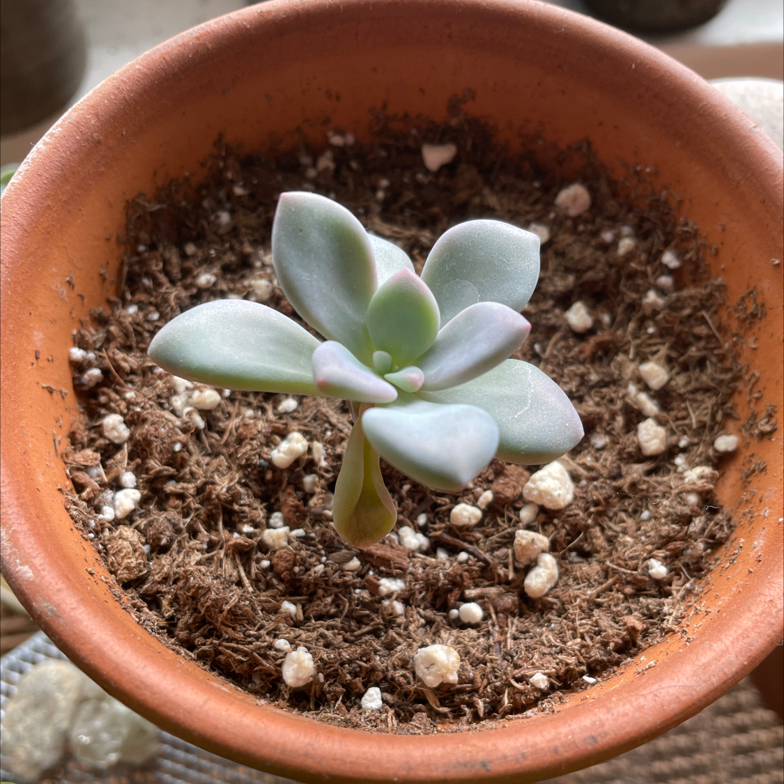 Graptoveria 'Opalina' succulent in a terracotta pot with visible soil.
