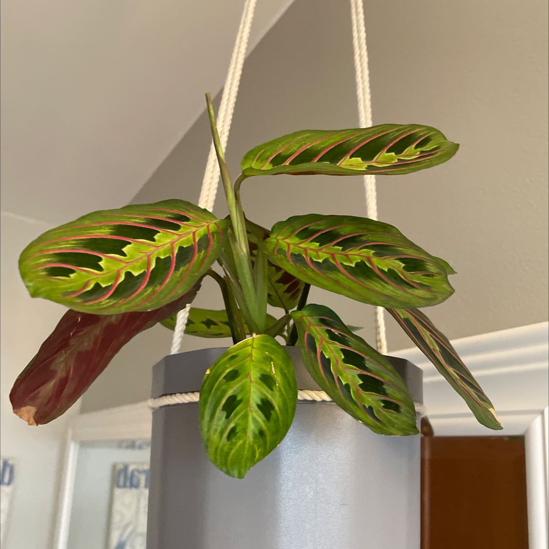 Photo of the plant species Green Prayer Plant by @KateSobczak named Lola on Greg, the plant care app
