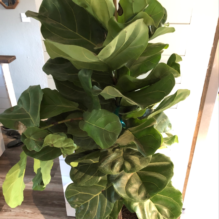 Fiddle Leaf Fig plant with large, glossy green leaves indoors.