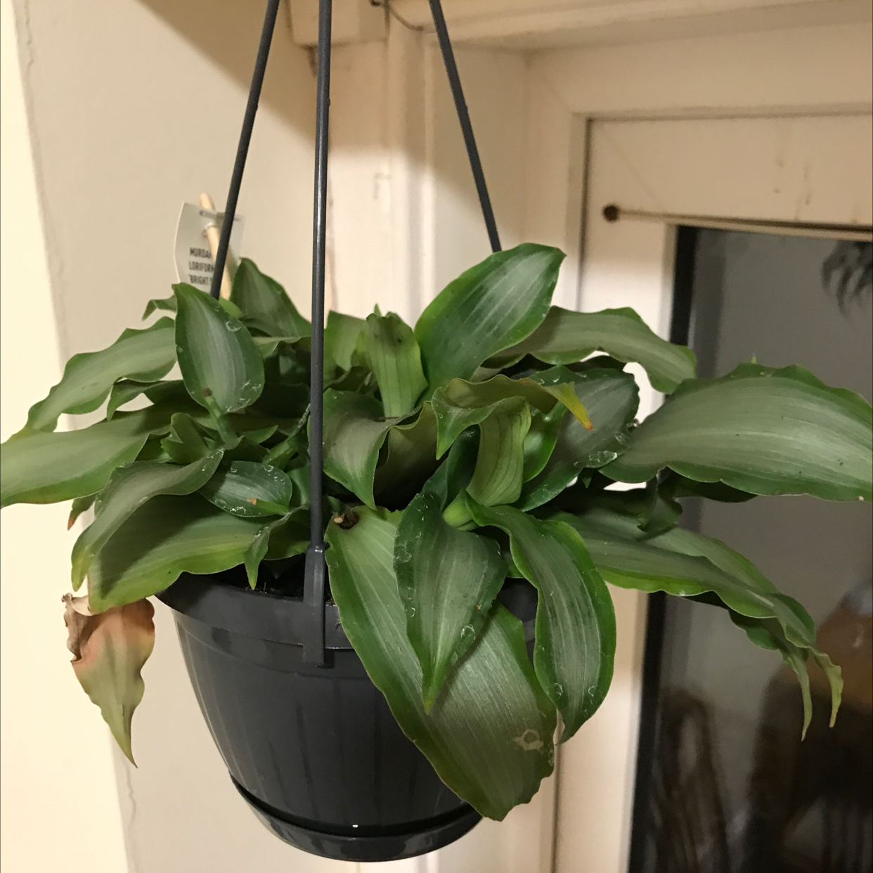 Basket Plant in a hanging pot with healthy green leaves and minor discoloration.
