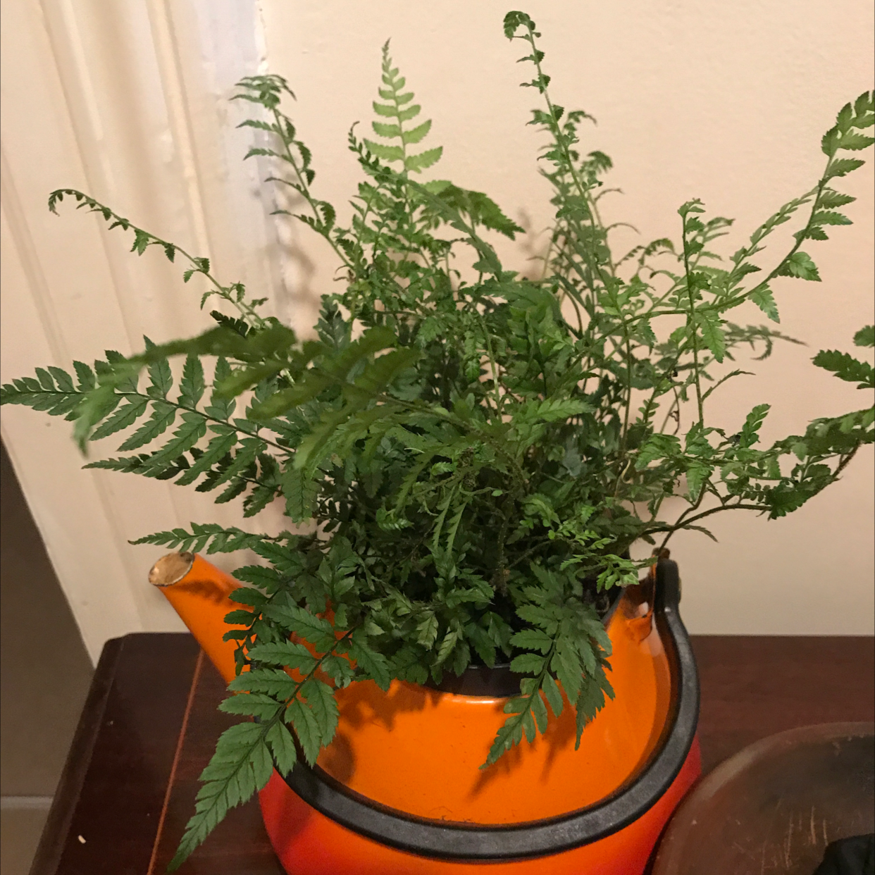 Christmas Fern in an orange teapot planter, healthy green fronds.