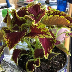 Coleus plant photo by @Spods441 named Jessica on Greg, the plant care app.