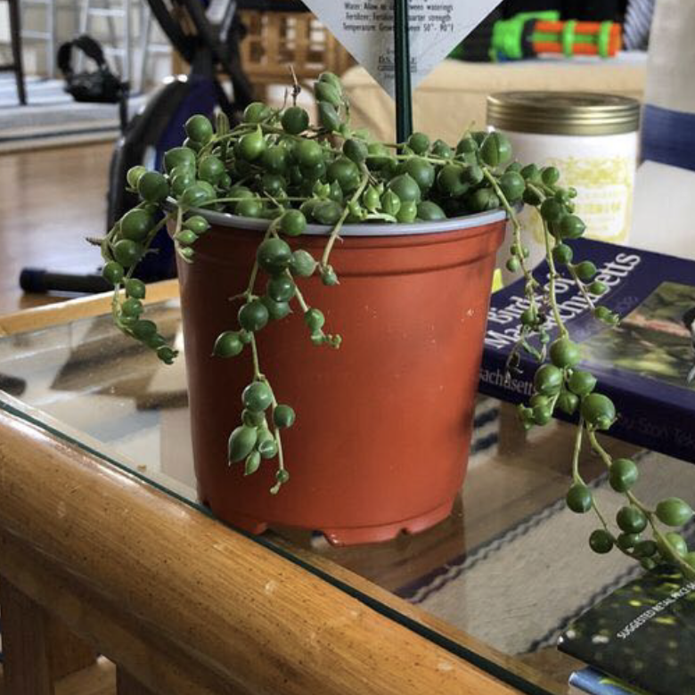 String of Pearls plant photo by @Spods441 named Pearl on Greg, the plant care app.