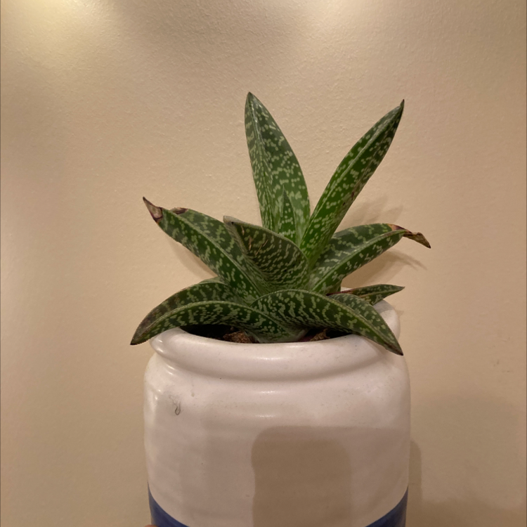 Tiger Aloe plant in a white pot with a blue stripe, appears healthy with green leaves and tiger-like markings.