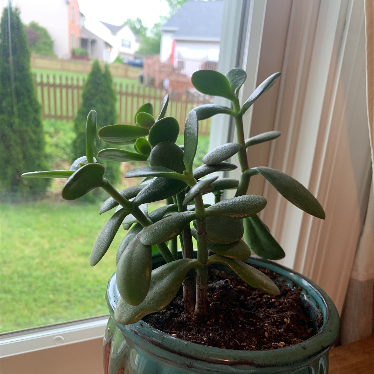 Lucky Plant plant photo by @Tadison named Terra on Greg, the plant care app.