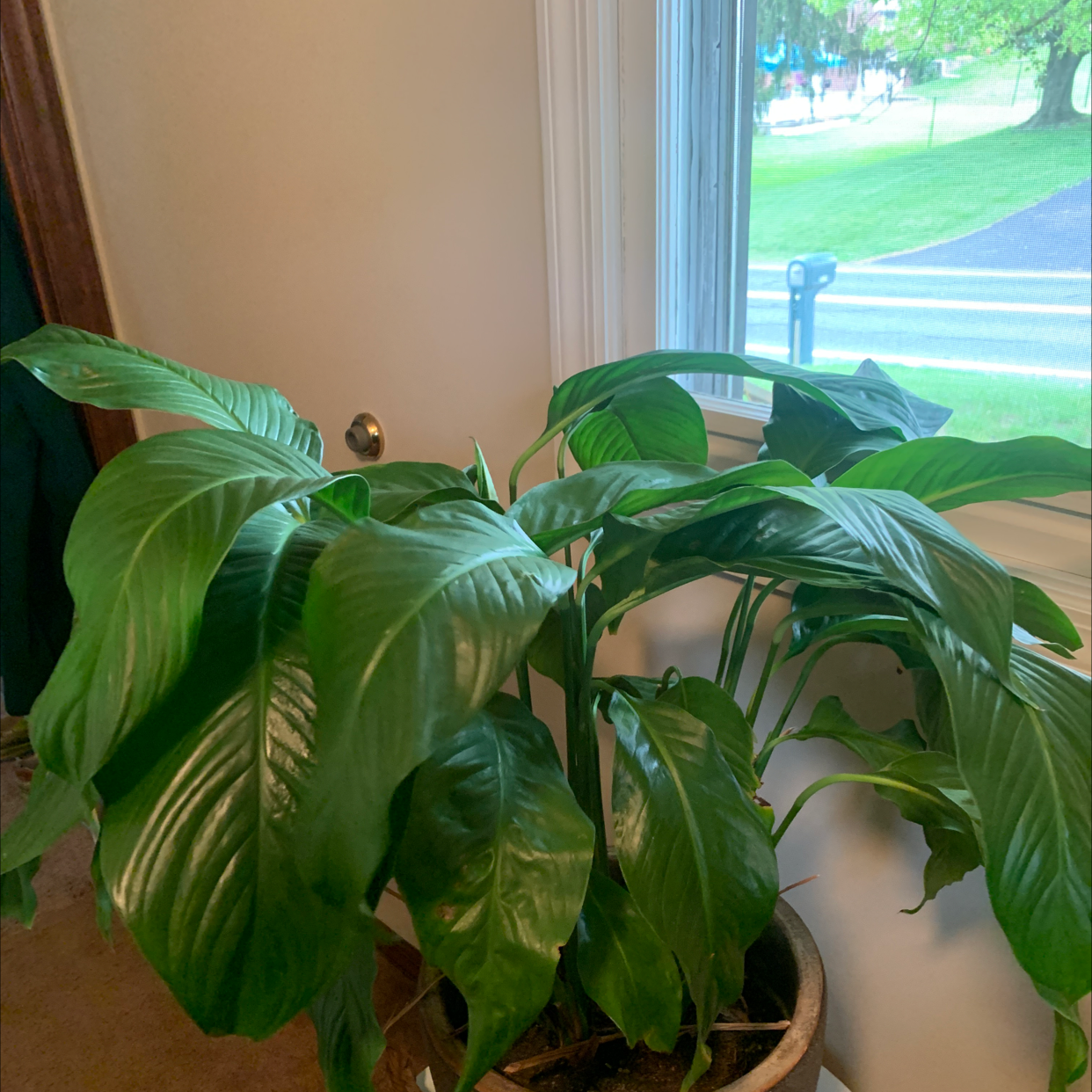 Peace Lily plant photo by @Tadison named Martha on Greg, the plant care app.