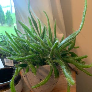 Dog Tail Cactus plant photo by @Tadison named Wendell on Greg, the plant care app.