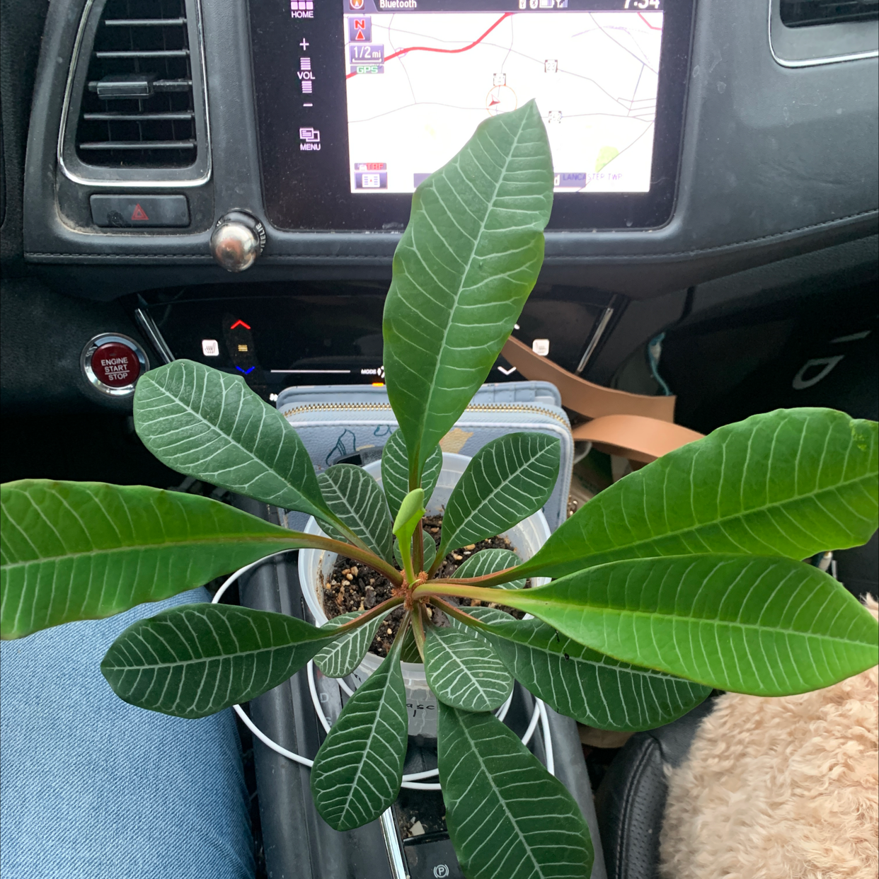 Photo of the plant species Madagascar Jewel by @Tadison named Sandy on Greg, the plant care app