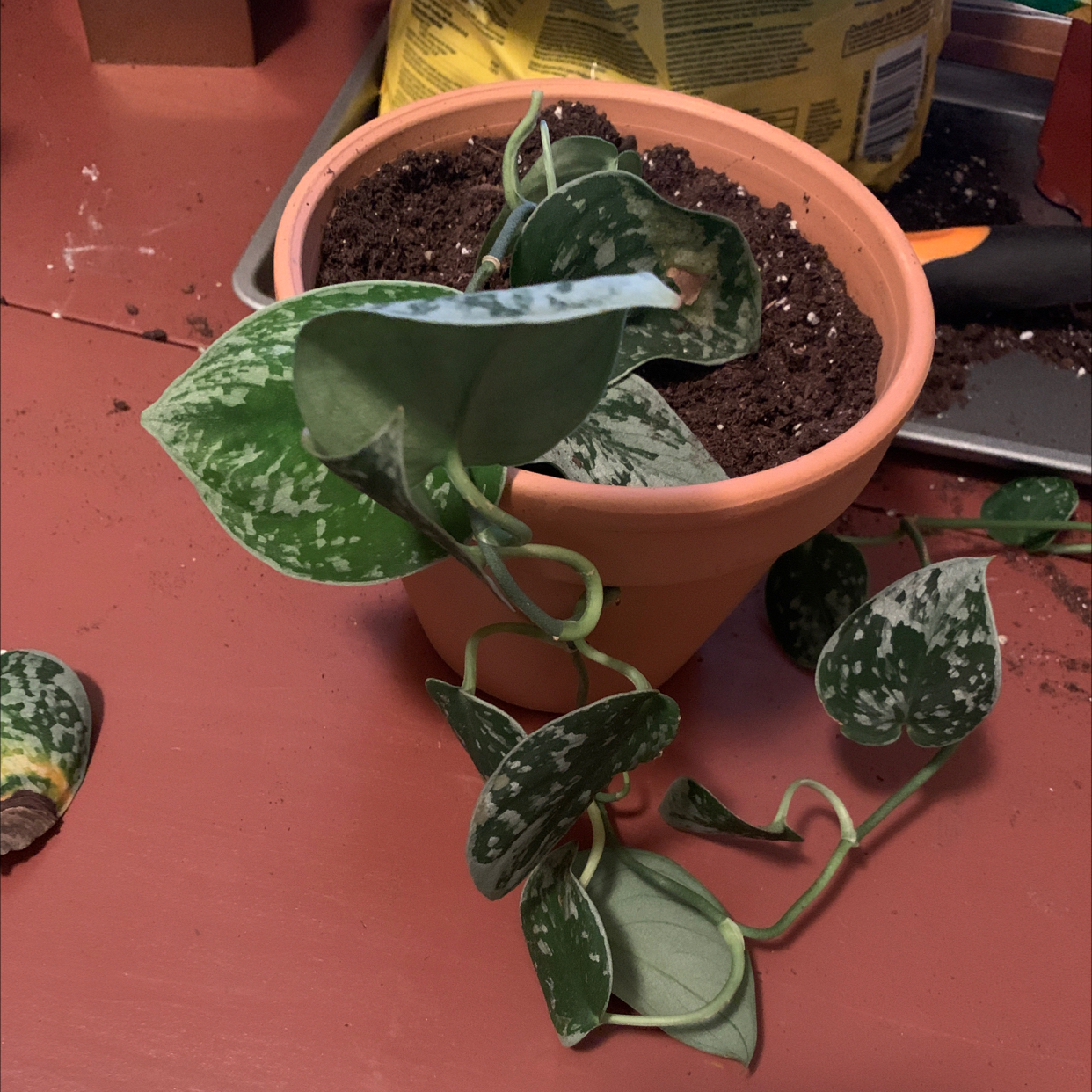 Satin Pothos plant photo by @Tadison named Marybeth on Greg, the plant care app.
