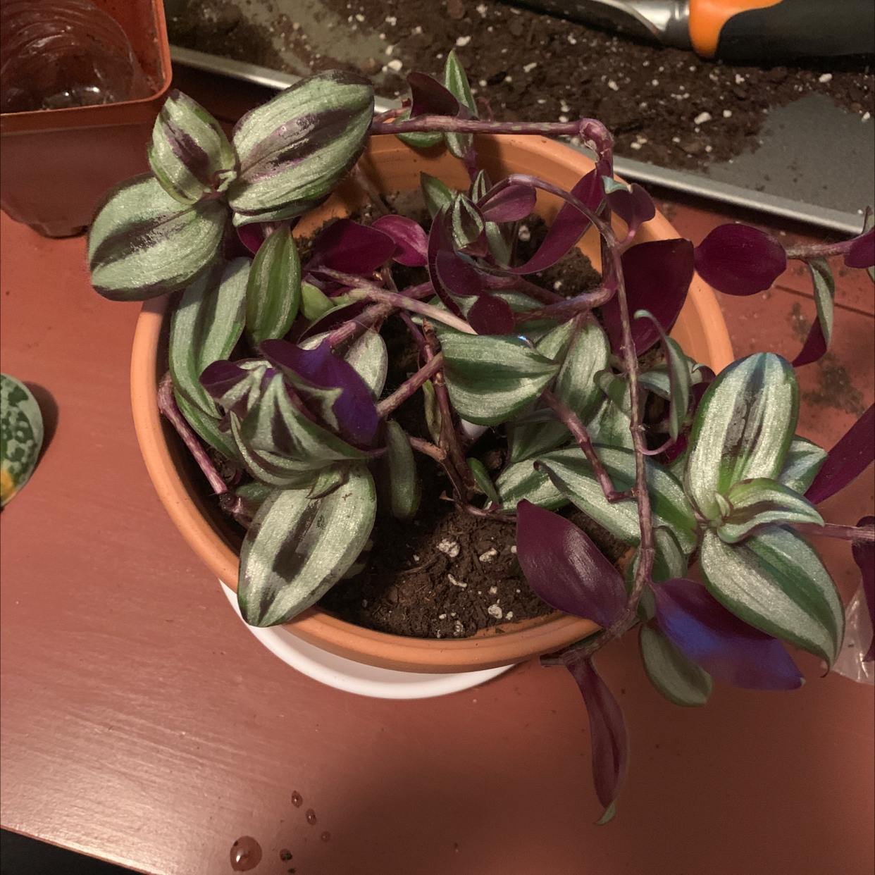 Spiderwort plant photo by @Tadison named Stella on Greg, the plant care app.