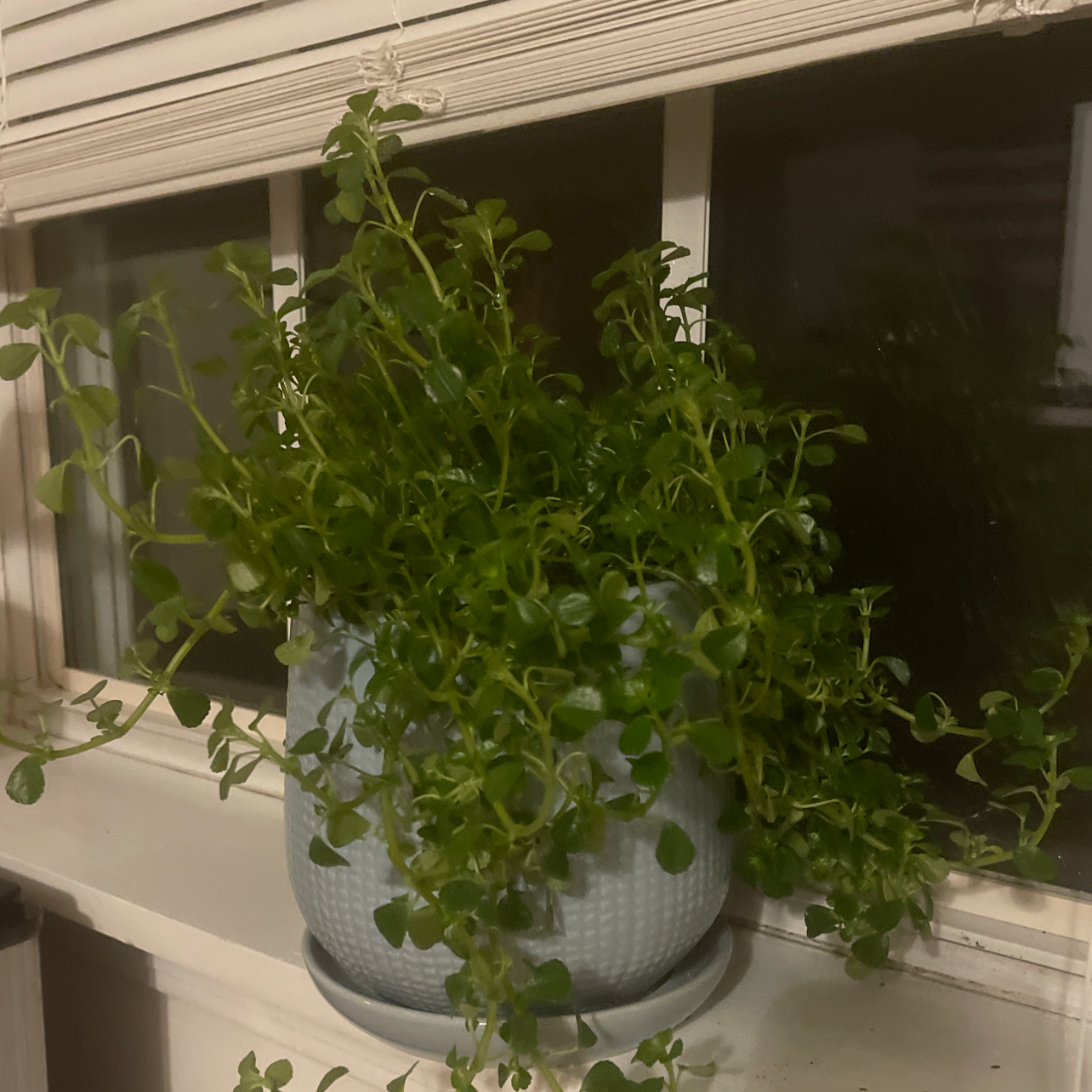 Photo of the plant species Pilea Baby Tears by @rosie.sell named Miss String on Greg, the plant care app