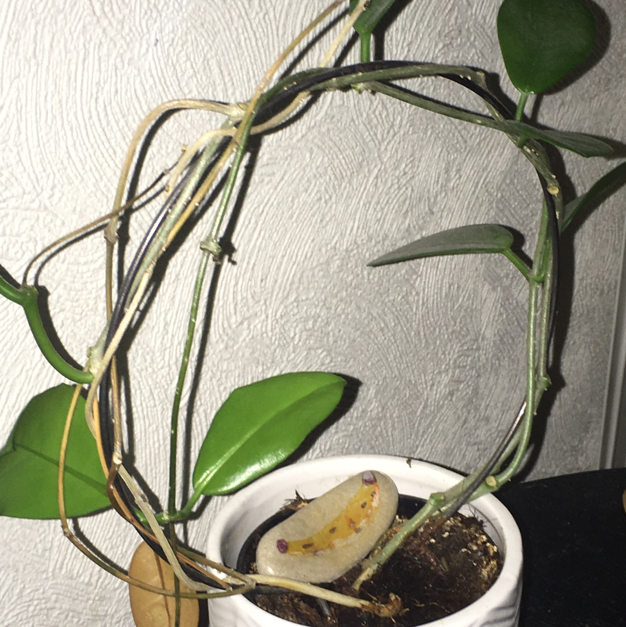 Photo of the plant species Stephanotis by Dina named Connie on Greg, the plant care app