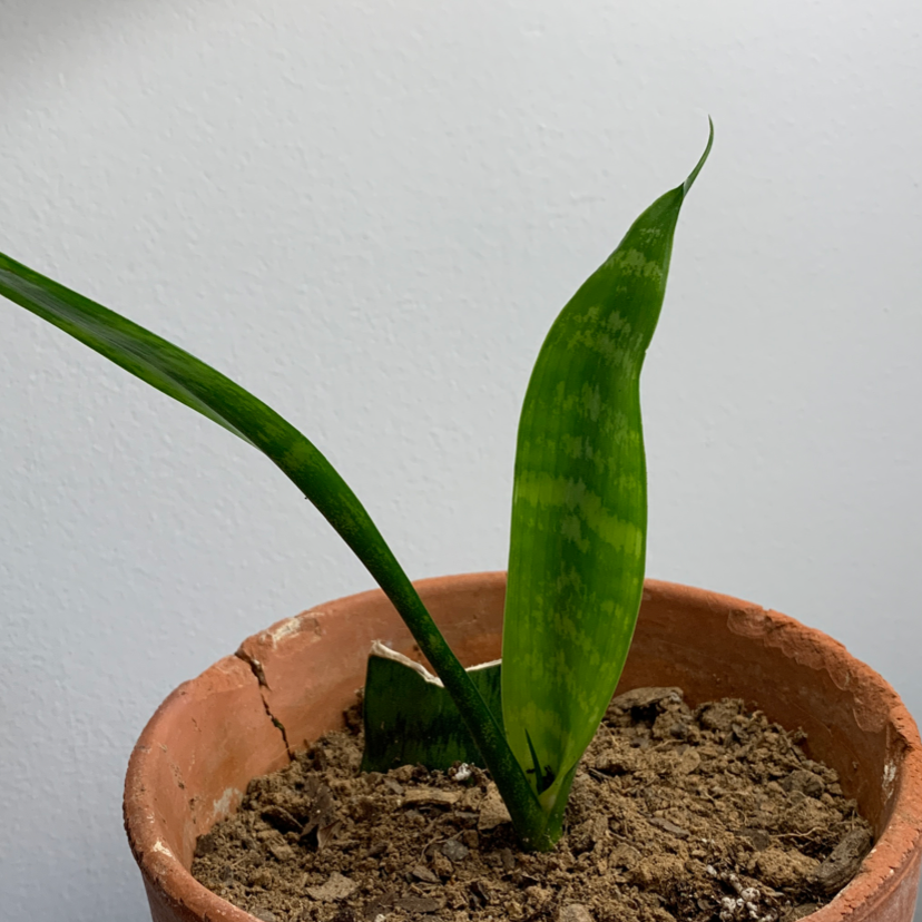 Snake Plant plant photo by @madlikesgreekmythology named Anemoi on Greg, the plant care app.