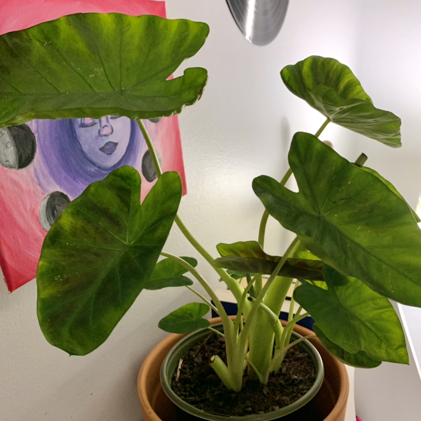 Taro plant photo by @madlikesgreekmythology named Thalia on Greg, the plant care app.