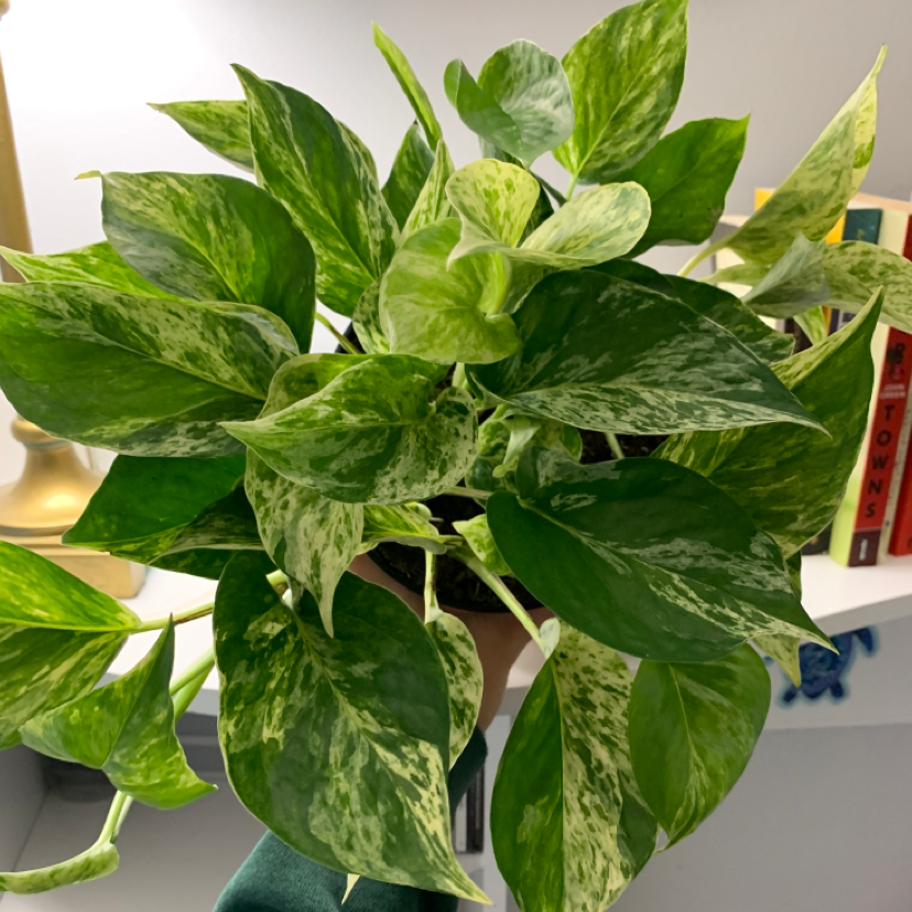 Taro Vine plant photo by @madlikesgreekmythology named Hera on Greg, the plant care app.