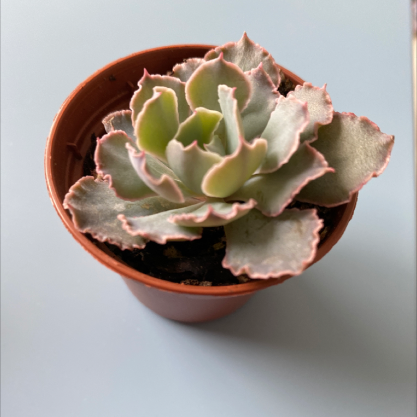 Photo of the plant species Curly Locks by @EvanShain named Cabba on Greg, the plant care app