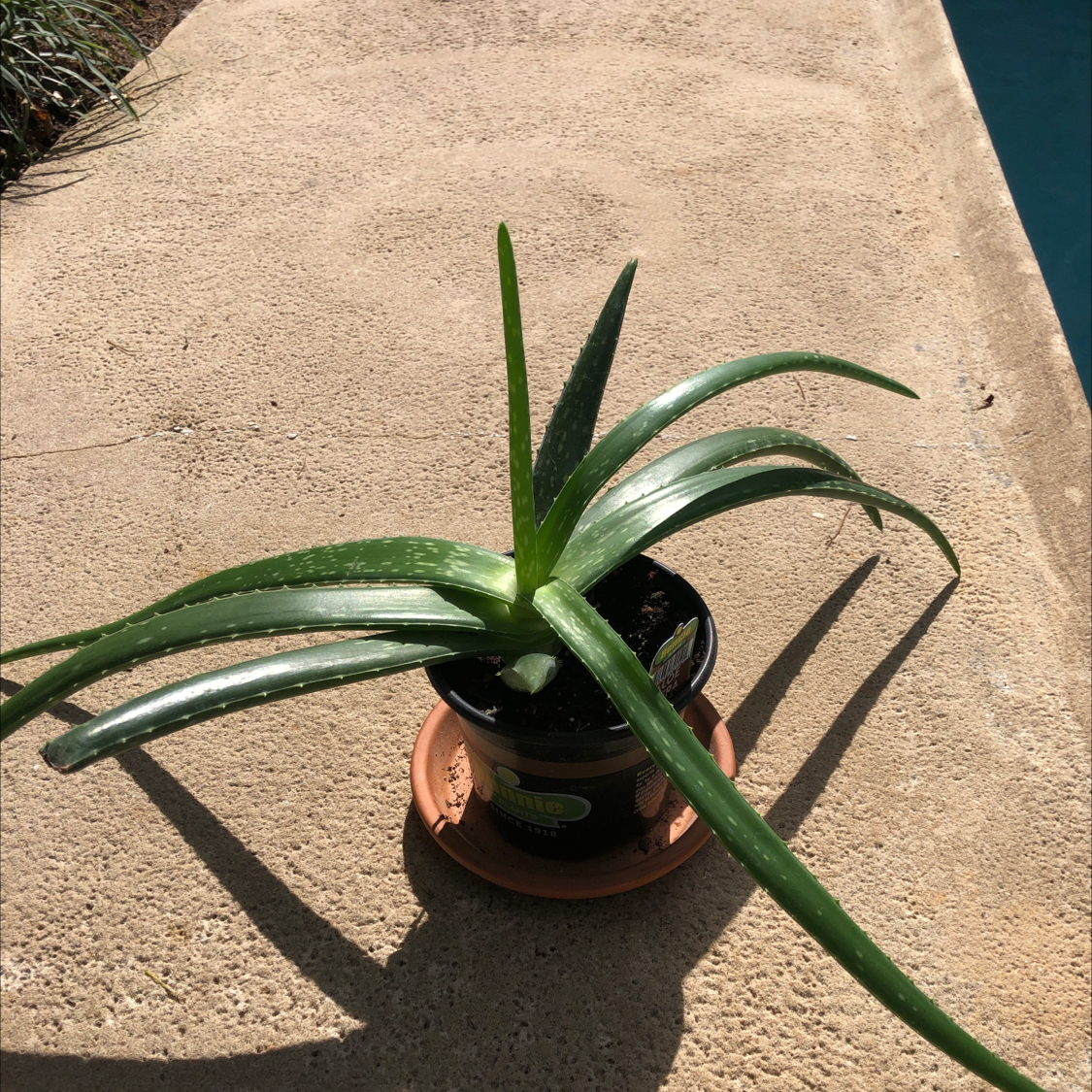 Aloe vera plant photo by @Joeyanth named Elio on Greg, the plant care app.