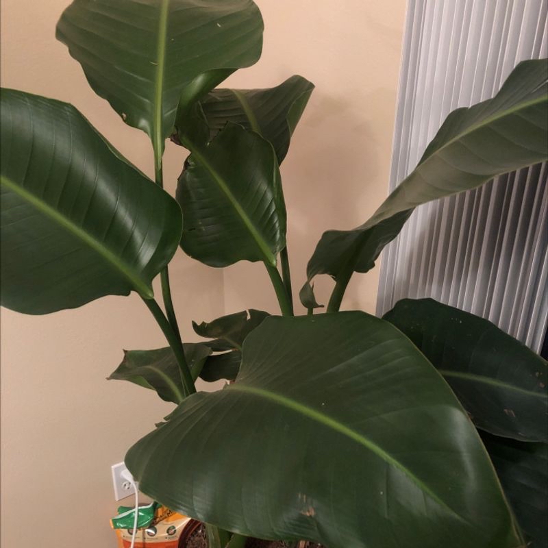 Close-up of a healthy, thriving White Bird of Paradise plant with large, glossy, dark green leaves in excellent condition.