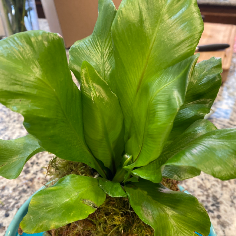 Japanese Bird's Nest Fern with vibrant green leaves, partially visible soil.