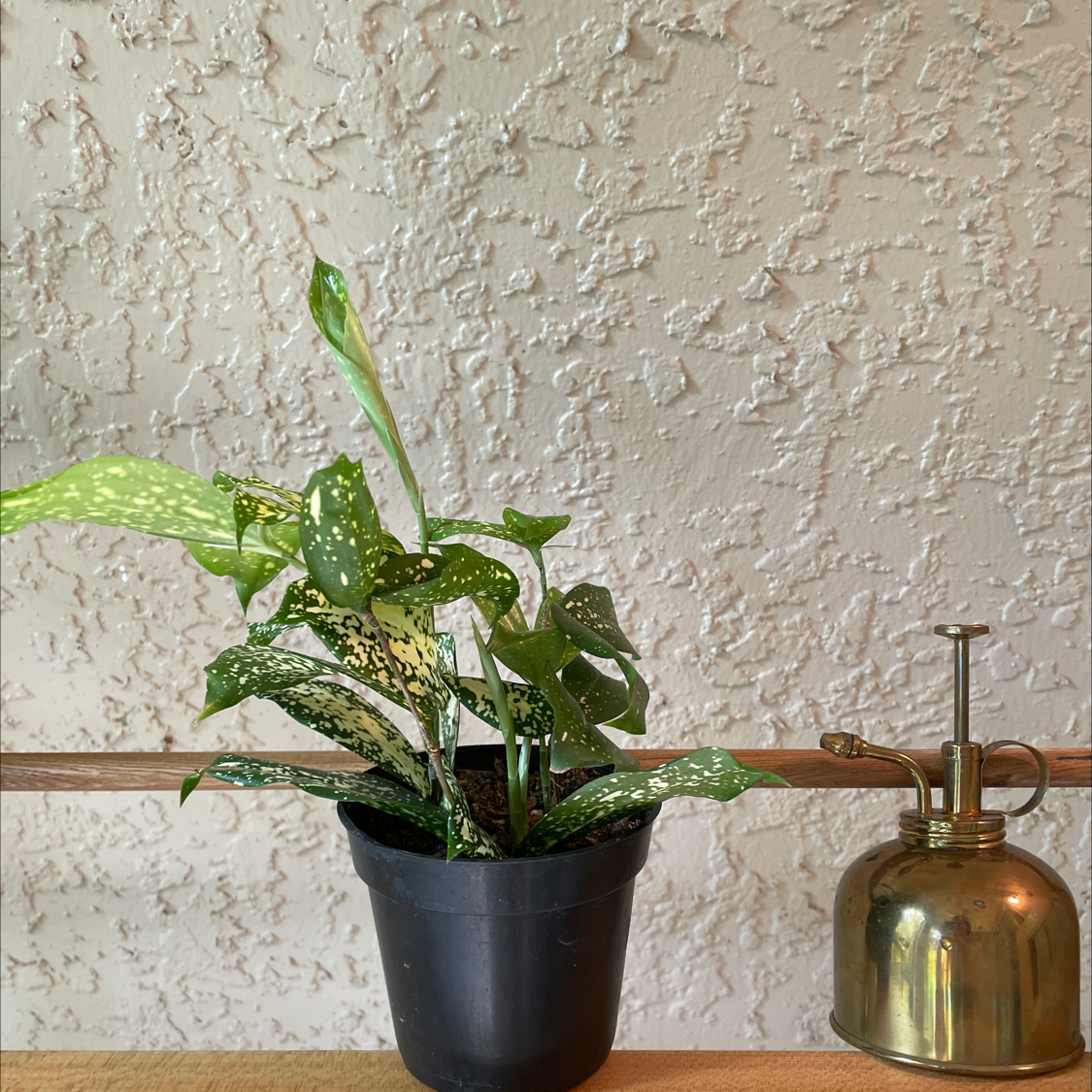 Photo of the plant species Dracaena 'Florida Beauty' by @Emmyruffles named FL Roots on Greg, the plant care app