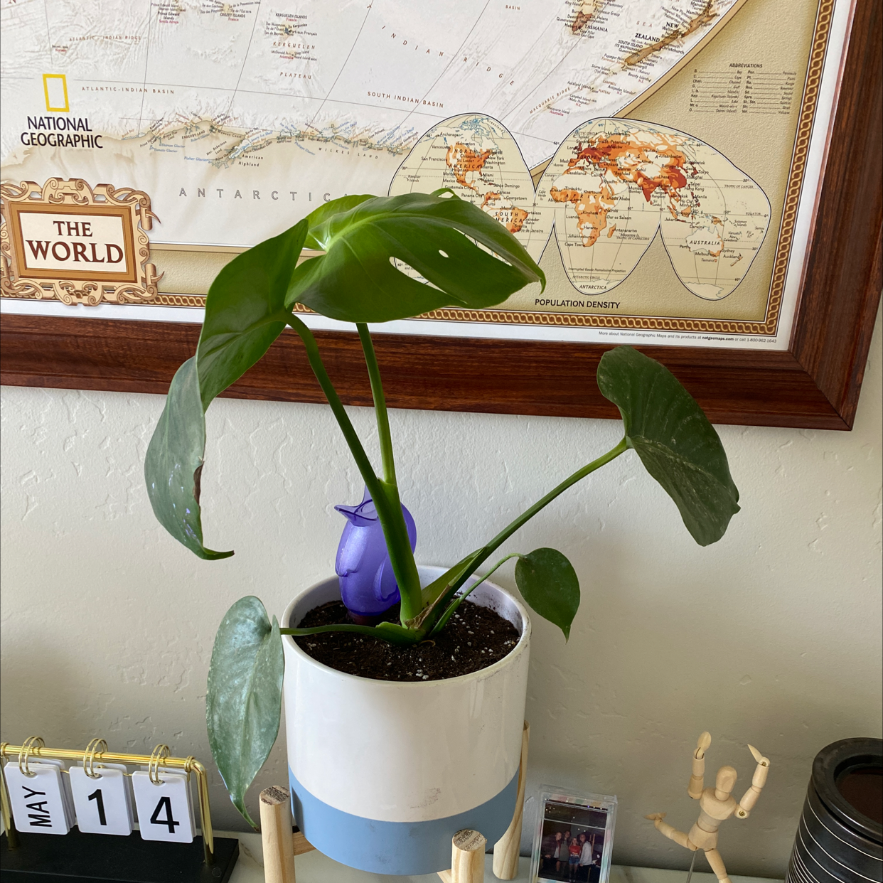 Monstera plant photo by @Abbeycat123 named Naomi Bridges on Greg, the plant care app.