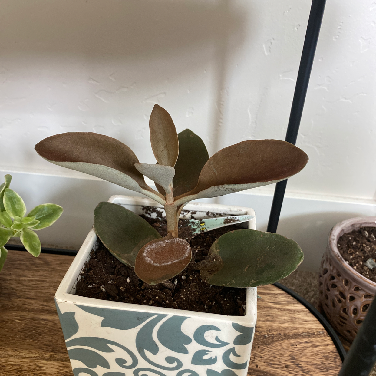 Copper Spoons plant in a decorative pot with broad, coppery leaves.