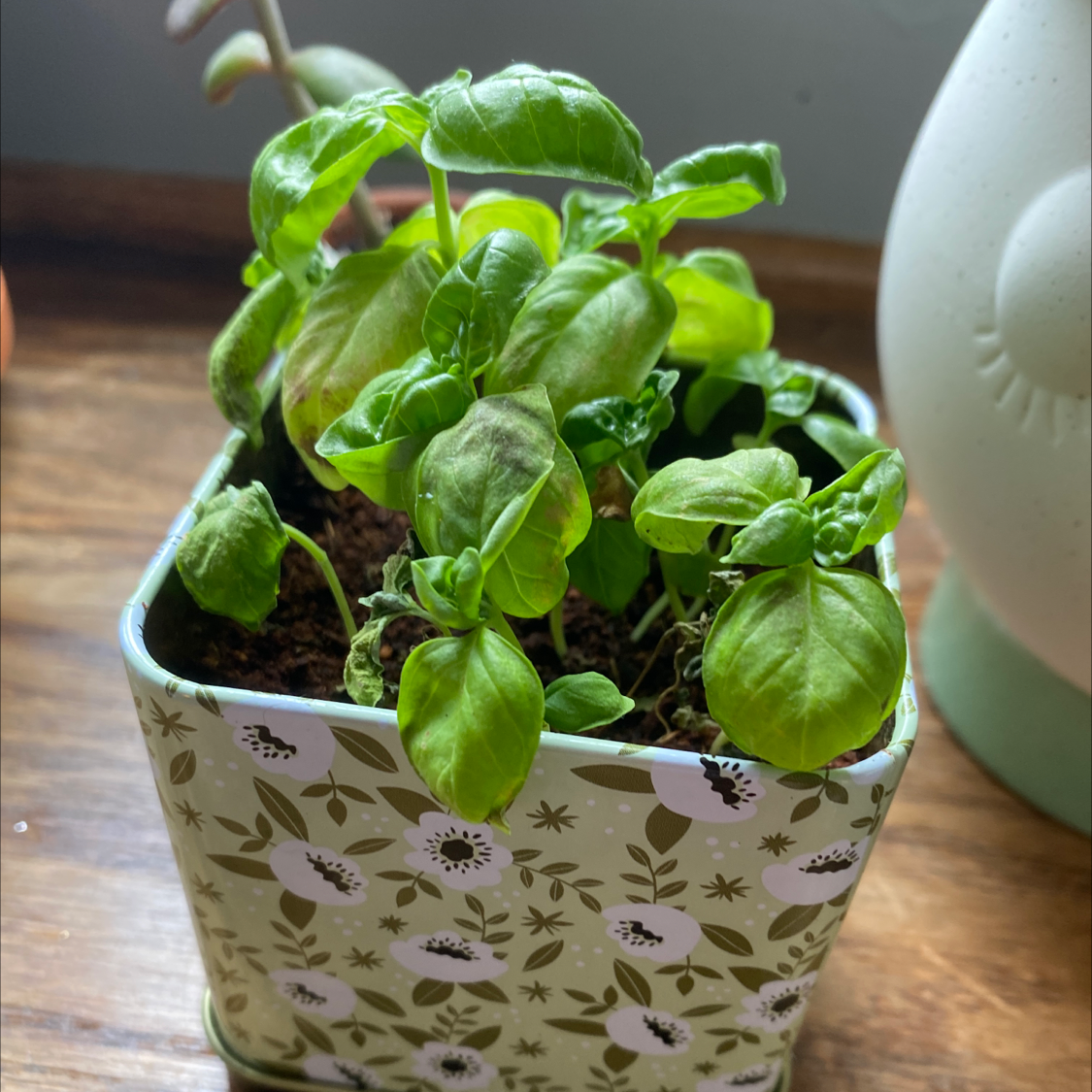 Sweet Basil plant photo by @quinnprice named belinda on Greg, the plant care app.