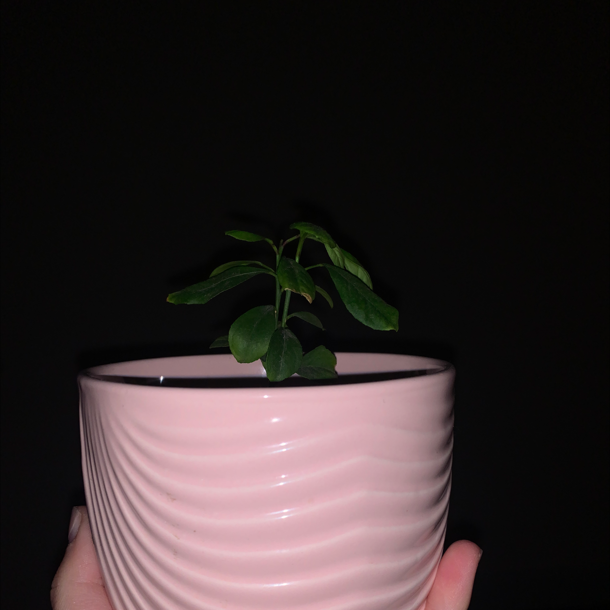 Meyer Lemon Tree plant photo by @Sicky_viki111 named Lenny on Greg, the plant care app.