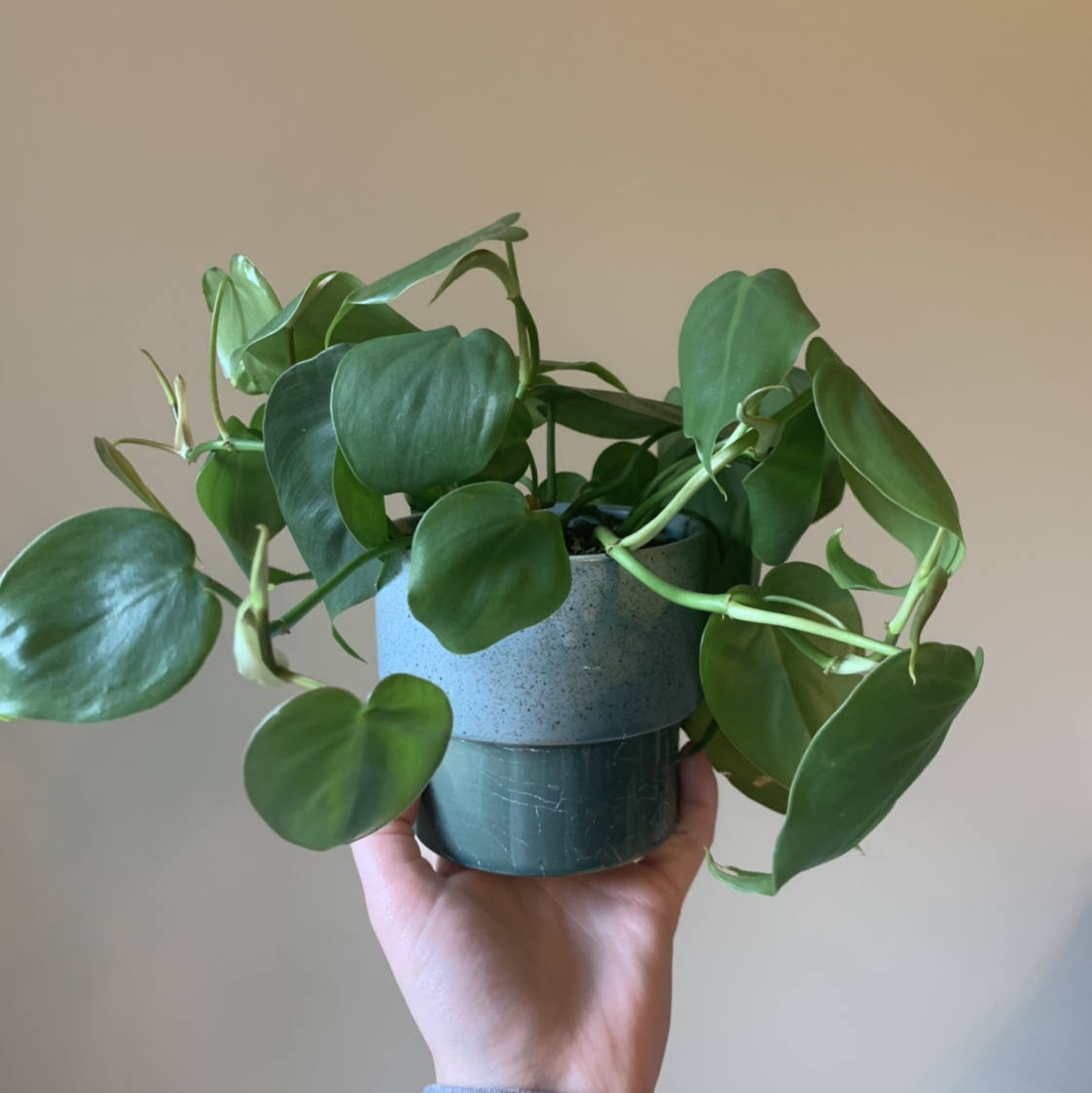Philodendron Scandens plant photo by @Shayla_Moss named Gibby on Greg, the plant care app.