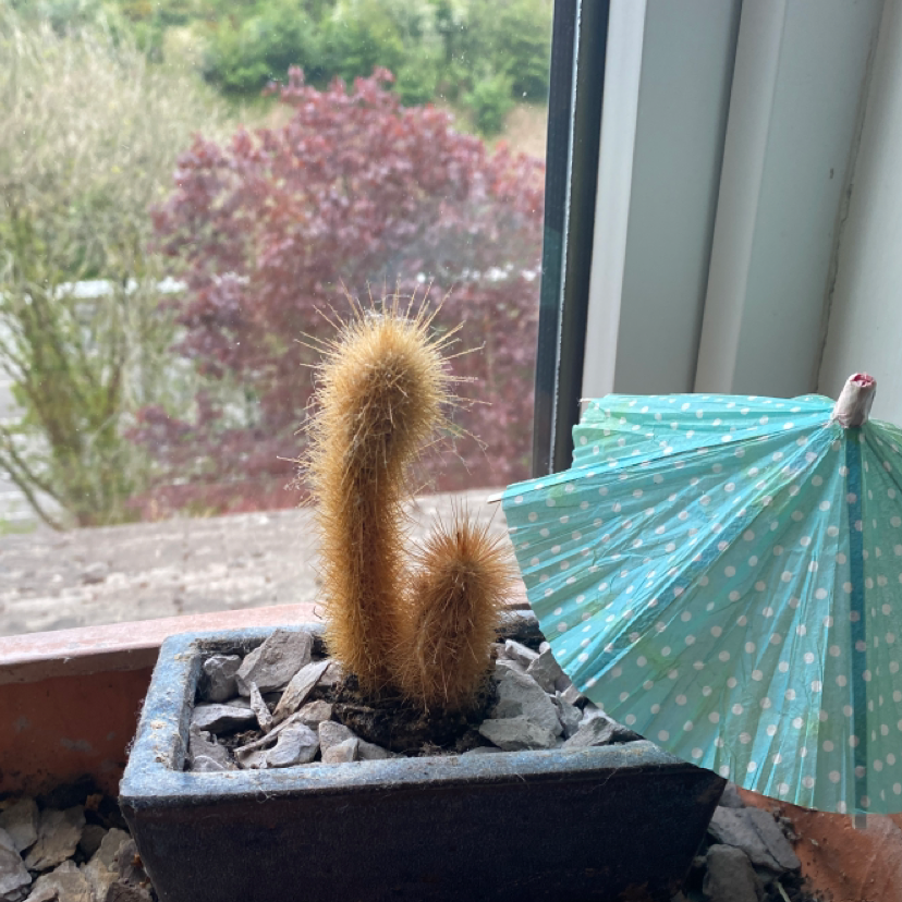 Golden Snakecactus in a pot near a window with a decorative umbrella.