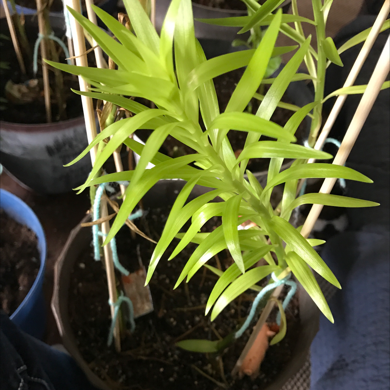 Photo of the plant species Bunya pine by Mackenzie named Your plant on Greg, the plant care app