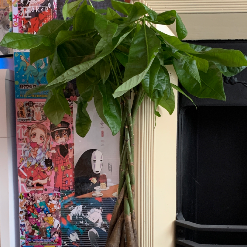 Money Tree plant photo by @hollie named athena on Greg, the plant care app.