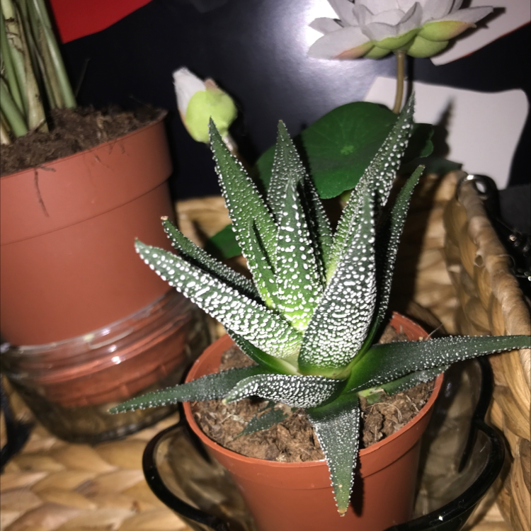 Zebra Plant plant photo by @LexieMiles named KRINGLE on Greg, the plant care app.