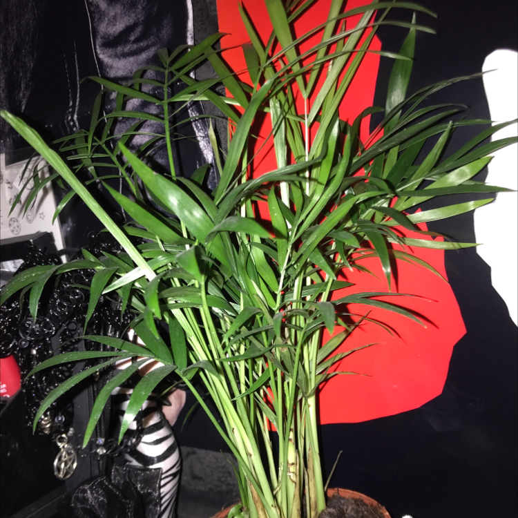 Parlour Palm plant photo by @LexieMiles named SMELCH on Greg, the plant care app.