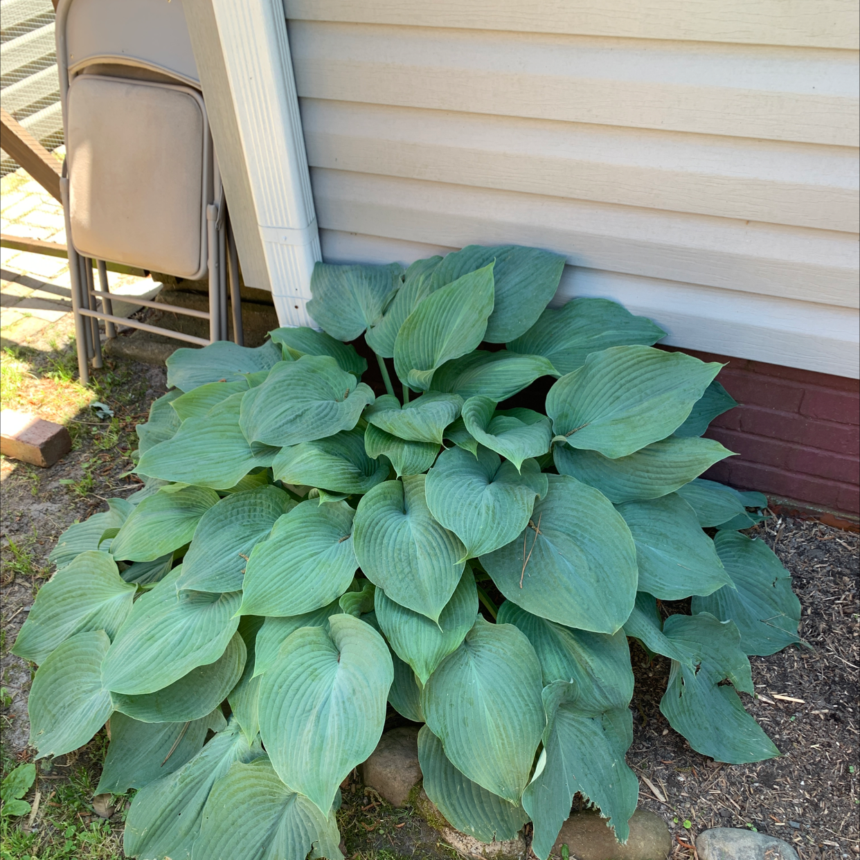 Siebold's Plantain Lily with broad green leaves growing next to a building.