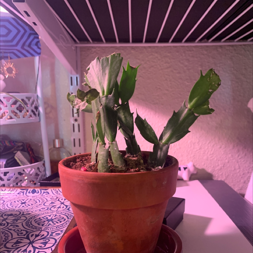 False Christmas Cactus plant photo by @Twiceace named Christmas on Greg, the plant care app.