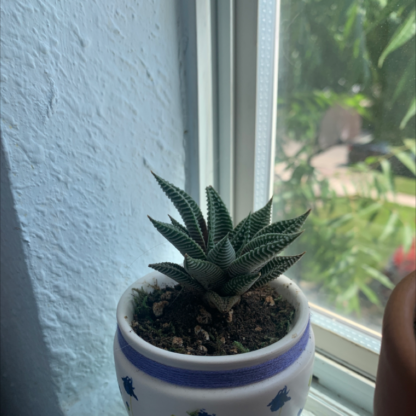 Zebra Plant plant photo by @Twiceace named Zebra on Greg, the plant care app.